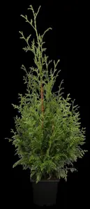 Thuja plicata 'Gelderland' - 175-200 CM RB - image 1