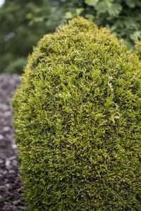 Thuja plicata 'K?rnik'