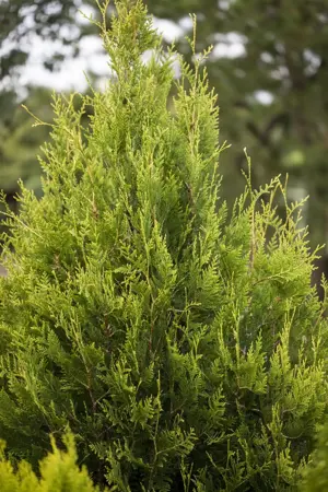 Thuja plicata 'K?rnik' - 20-25 CM P9 - image 3