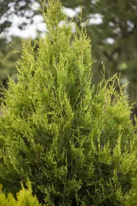 Thuja plicata 'K?rnik' - 20-25 CM P9 - image 3