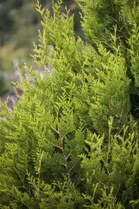 Thuja plicata 'K?rnik' - 20-25 CM P9 - image 4