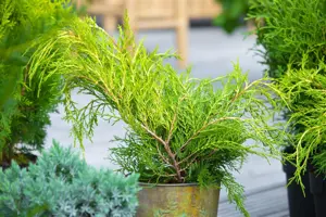 Thuja plicata 'K?rnik' - 20-25 CM P9 - image 5