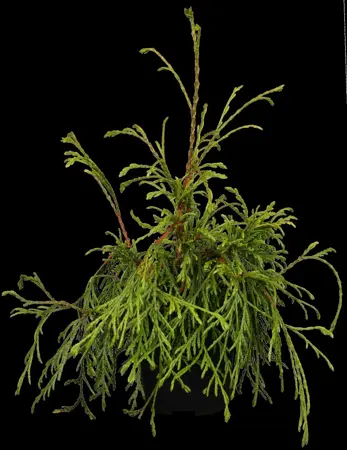 Thuja plicata 'Kager's Beauty' - 70 CM STEM C5 - image 1