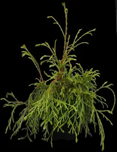 Thuja plicata 'Kager's Beauty'