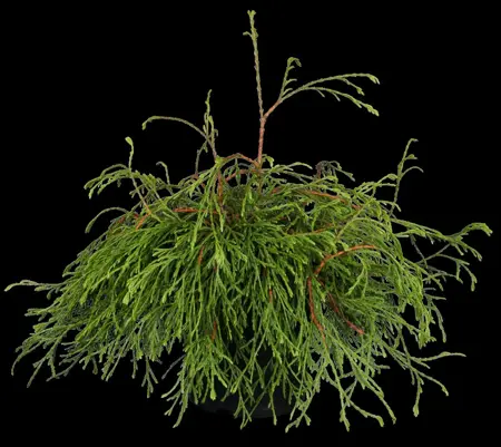 Thuja plicata 'Kager's Beauty' - 70 CM STEM C5 - image 2