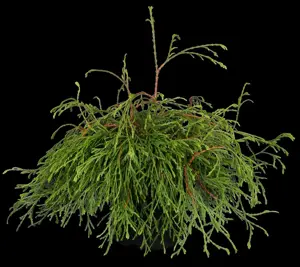 Thuja plicata 'Kager's Beauty' - 70 CM STEM C5 - image 2