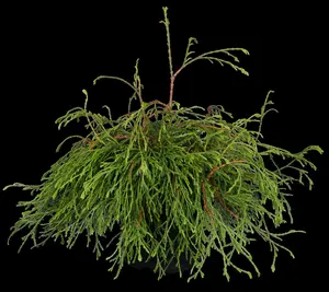 Thuja plicata 'Kager's Beauty' - 80 CM STEM C15 - image 2