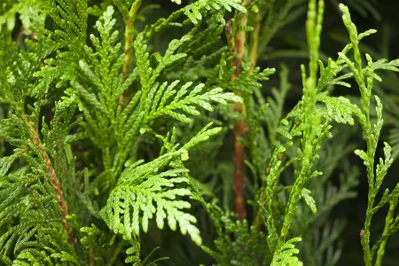 Thuja plicata 'Martin' - LINERS 18 CEL TRAY P9 SIZE