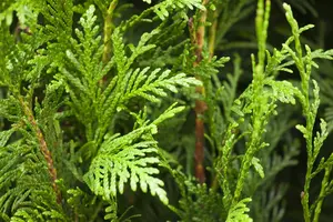 Thuja plicata 'Martin' - LINERS 18 CEL TRAY P9 SIZE