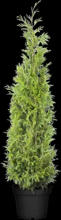 Thuja plicata 'Martin' - 160-180 CM RB - image 5
