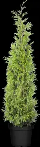Thuja plicata 'Martin' - SOLITAIR 700-800 CM RB - image 5