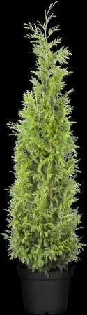 Thuja plicata 'Martin' - 50-60 CM C4 - image 5
