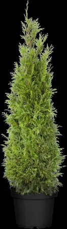 Thuja plicata 'Martin' - 80-100 CM RB - image 3