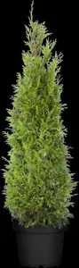 Thuja plicata 'Martin' - SOLITAIR 300-350 CM RB - image 3