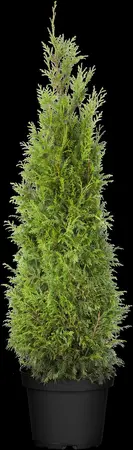 Thuja plicata 'Martin' - 50-60 CM C4 - image 3