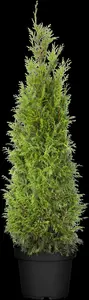 Thuja plicata 'Martin' - 50-60 CM C4 - image 3