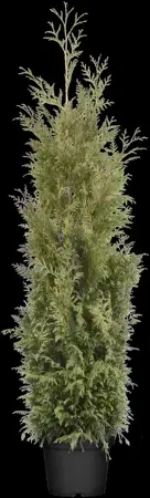 Thuja plicata 'Martin' - 80-100 CM RB - image 1
