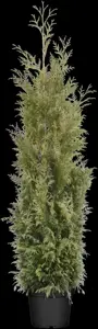 Thuja plicata 'Martin'