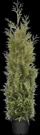 Thuja plicata 'Martin' - 50-60 CM C4 - image 1