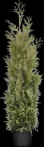 Thuja plicata 'Martin' - 50-60 CM C4 - image 5
