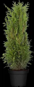 Thuja plicata 'Martin' - 80-100 CM RB - image 4