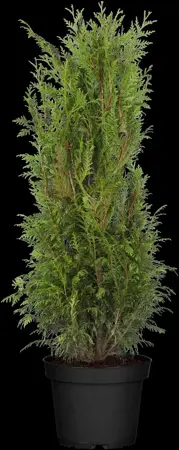 Thuja plicata 'Martin' - 400-450 CM RB - image 4