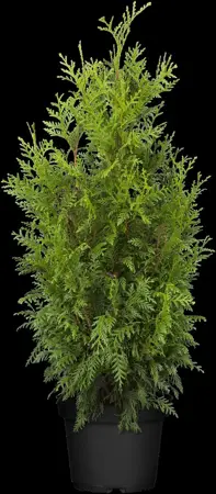 Thuja plicata 'Martin' - 80-100 CM RB - image 2