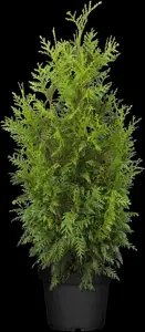 Thuja plicata 'Martin' - 80-100 CM RB - image 2