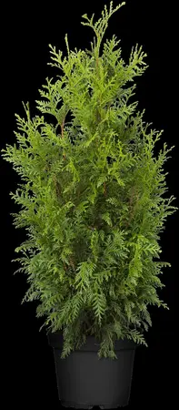 Thuja plicata 'Martin' - 50-60 CM C4 - image 2