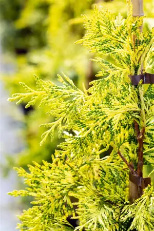 Thuja plicata 'Zebrina Extra Gold' - 600-650 CM RB - image 2