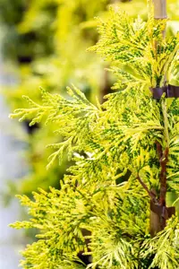 Thuja plicata 'Zebrina Extra Gold' - 600-650 CM RB - image 2