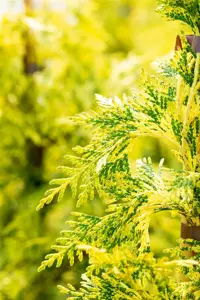 Thuja plicata 'Zebrina Extra Gold' - 600-650 CM RB - image 4