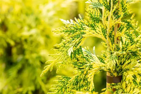 Thuja plicata 'Zebrina Extra Gold' - 600-650 CM RB - image 5