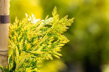 Thuja plicata 'Zebrina Extra Gold' - 600-650 CM RB - image 3