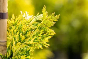 Thuja plicata 'Zebrina Extra Gold' - 600-650 CM RB - image 3