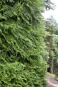 Thujopsis dolabrata - 25-30 CM C2 - image 3