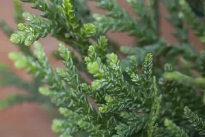 Thujopsis dolabrata - PLUG/CELGROWN 144 CEL TRAY - image 4