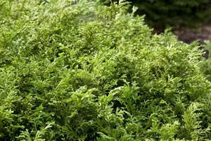 Thujopsis dolabrata - 1.5 Ltr pot - image 2
