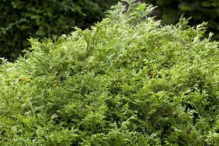 Thujopsis dolabrata - 25-30 CM C2 - image 1