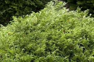 Thujopsis dolabrata - 25-30 CM C2 - image 1