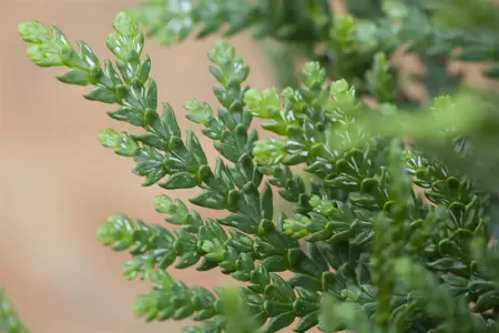 Thujopsis dolabrata - 25-30 CM C2 - image 5