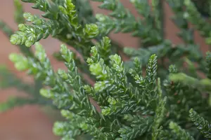 Thujopsis dolabrata - P9 - image 4