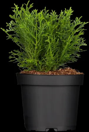 Thujopsis dolabrata 'Nana' - PLUG/CELGROWN 144 CEL TRAY - image 3