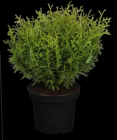 Thujopsis dolabrata 'Nana' - PLUG/CELGROWN 144 CEL TRAY - image 2