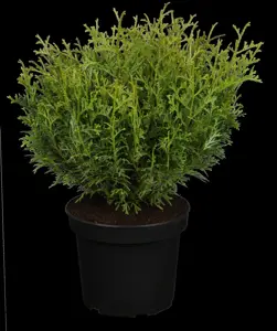 Thujopsis dolabrata 'Nana' - PLUG/CELGROWN 144 CEL TRAY - image 2