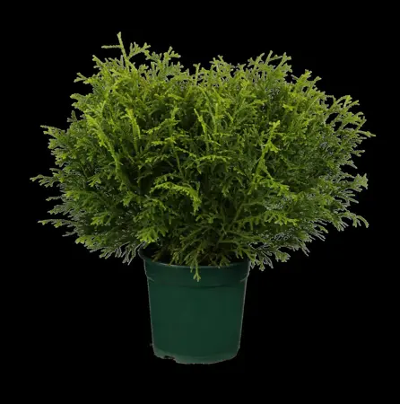 Thujopsis dolabrata 'Nana' - PLUG/CELGROWN 144 CEL TRAY - image 1