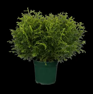 Thujopsis dolabrata 'Nana'