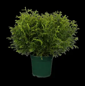 Thujopsis dolabrata 'Nana' - 40-50 CM C7.5 - image 5