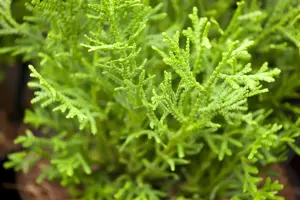 Thujopsis dolabrata 'Nana' - PLUG/CELGROWN 144 CEL TRAY - image 4
