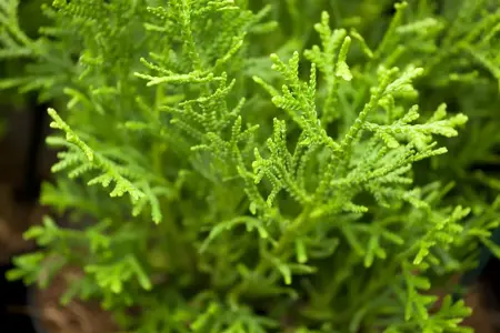 Thujopsis dolabrata 'Nana' - PLUG/CELGROWN 144 CEL TRAY - image 5